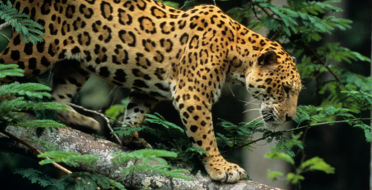 Ein majestätischer Jaguar in seiner natürlichen Umgebung: dem südamerikanischen Regenwald.